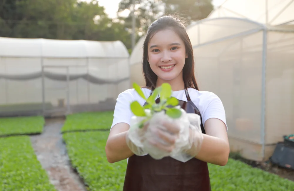 ปลูกผักไฮโดรโปรนิกส์ขาย